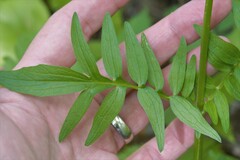 Valeriana dioica sylvatica