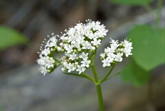 Valeriana dioica sylvatica