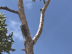 Pacarina shoemakeri