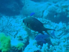 Chromis weberi