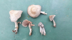 Entoloma ameides