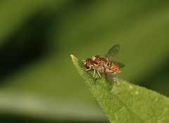 Toxomerus marginatus