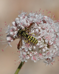 Eucerceris provancheri