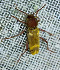 Xylotrechus insignis