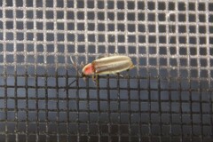 Photinus marginellus