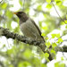 Black-throated Thrush - Photo (c) Sergey Yeliseev, some rights reserved (CC BY-NC-ND)