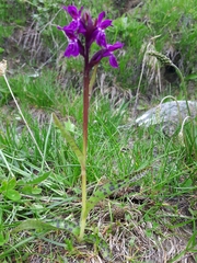 Dactylorhiza lapponica