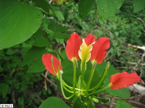 Bauhinia hildebrandtii