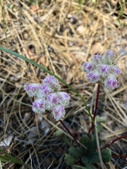 Calyptridium monospermum