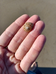 Clanculus flagellatus