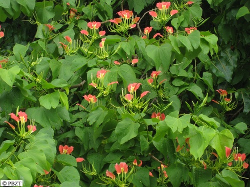 Bauhinia hildebrandtii