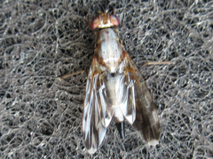Euphranta nigrescens