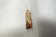 Olethreutes hamameliana