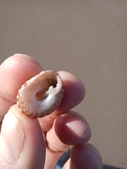 Clanculus flagellatus