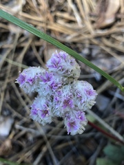 Calyptridium monospermum