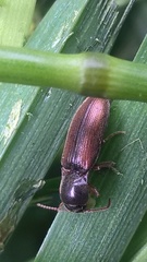 Agriotes