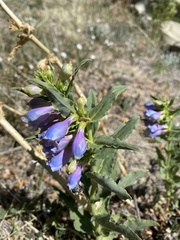 Penstemon glaber brandegeei