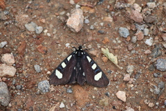 Alypiodes bimaculata