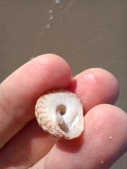 Clanculus flagellatus