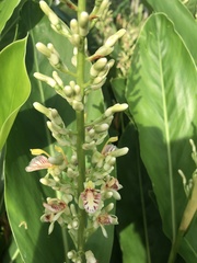 Alpinia galanga