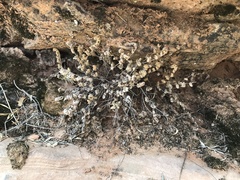 Myriopteris gracilis