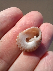 Clanculus flagellatus