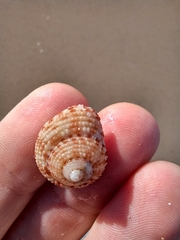 Clanculus flagellatus