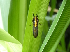 Phera obtusifrons