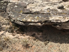 Myriopteris gracilis