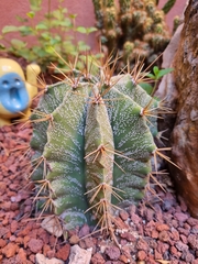 Astrophytum
