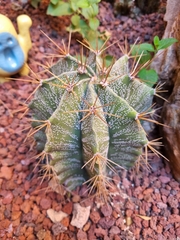 Astrophytum