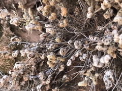 Myriopteris gracilis