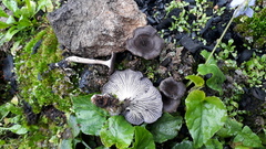 Faerberia carbonaria