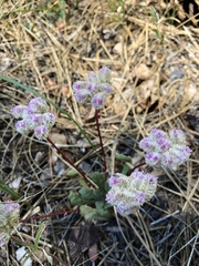 Calyptridium monospermum