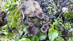 Faerberia carbonaria