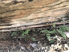 Myriopteris gracilis