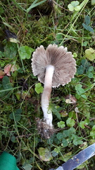 Inocybe corydalina
