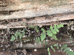 Myriopteris gracilis