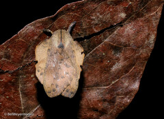 Travassosula subfumata