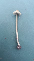 Mycena flavescens
