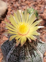 Astrophytum capricorne