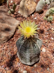 Astrophytum capricorne