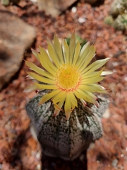 Astrophytum capricorne