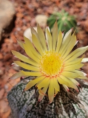 Astrophytum capricorne