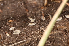 Platyarthrus hoffmannseggii