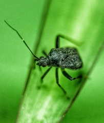 Proboscidocoris malayus