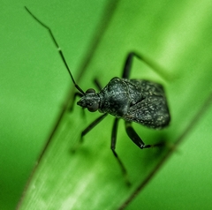 Proboscidocoris malayus