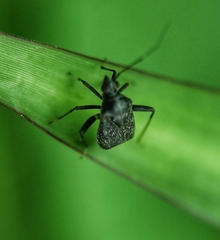 Proboscidocoris malayus