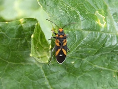 Lygaeus argutus