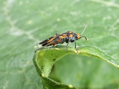 Lygaeus argutus